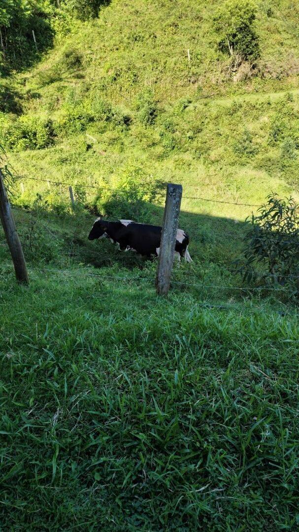 Sítio, 3 quartos, 4 hectares - Foto 38