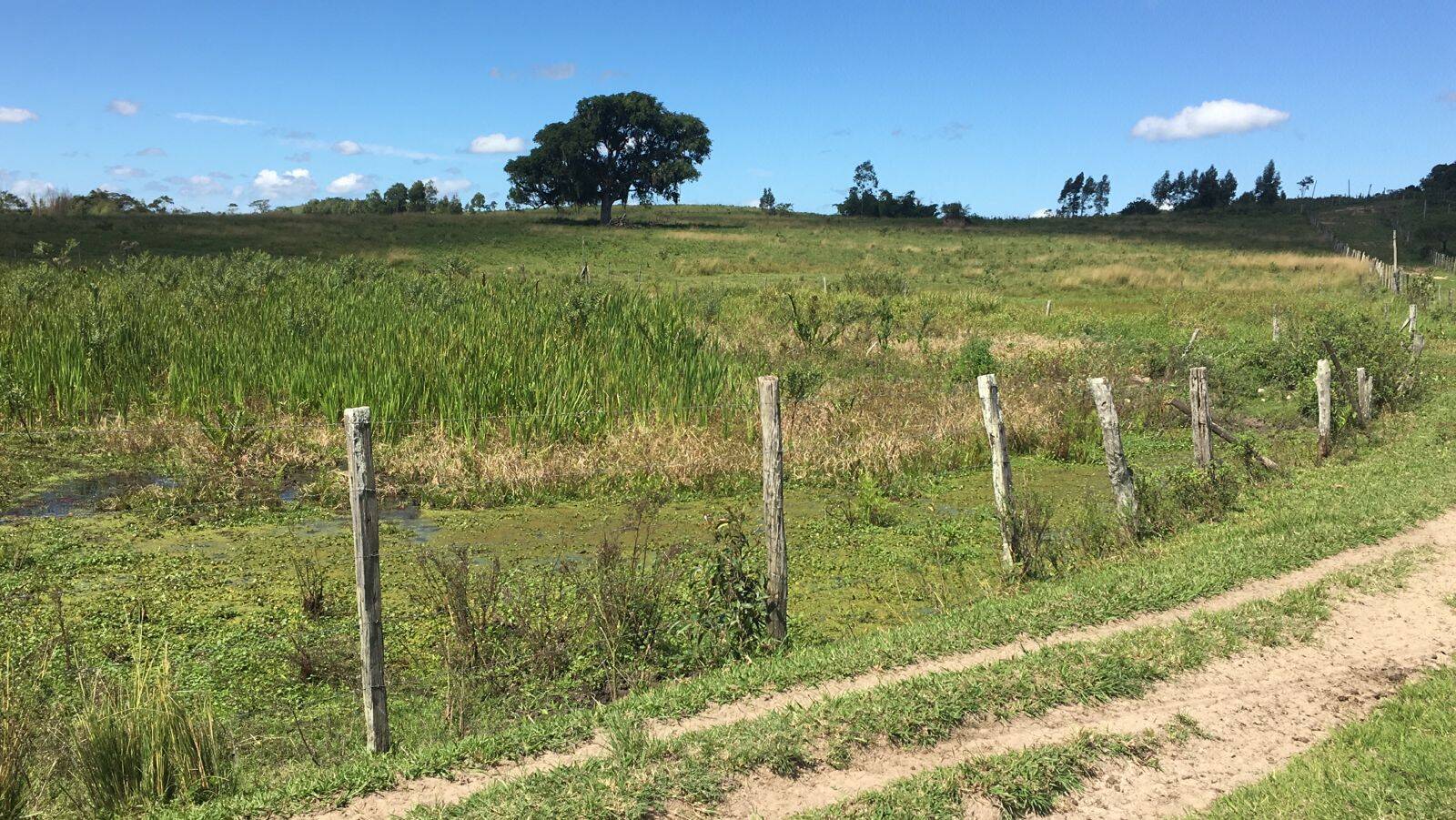 Terreno, 126 hectares - Foto 3