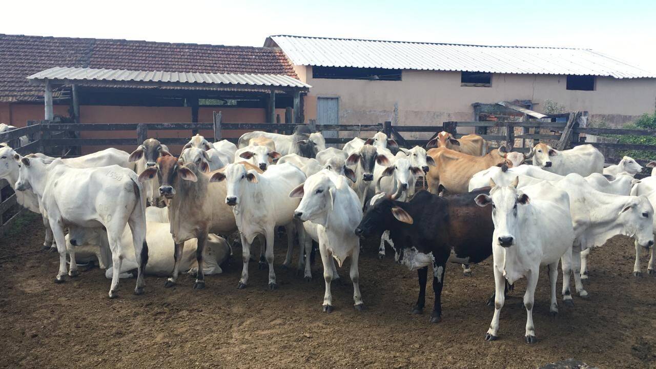 Terreno, 126 hectares - Foto 11