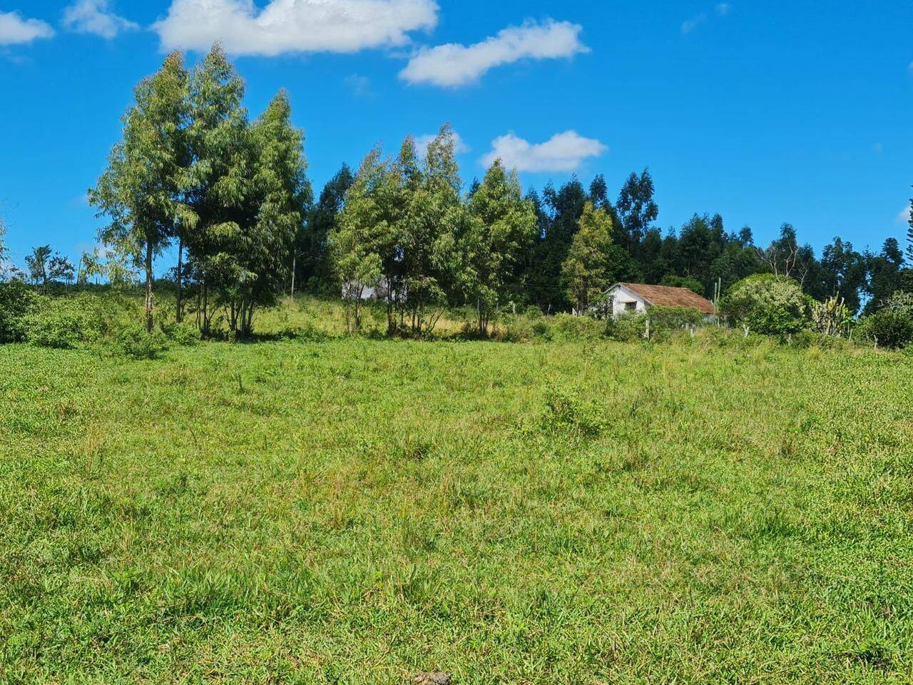 Terreno, 126 hectares - Foto 37