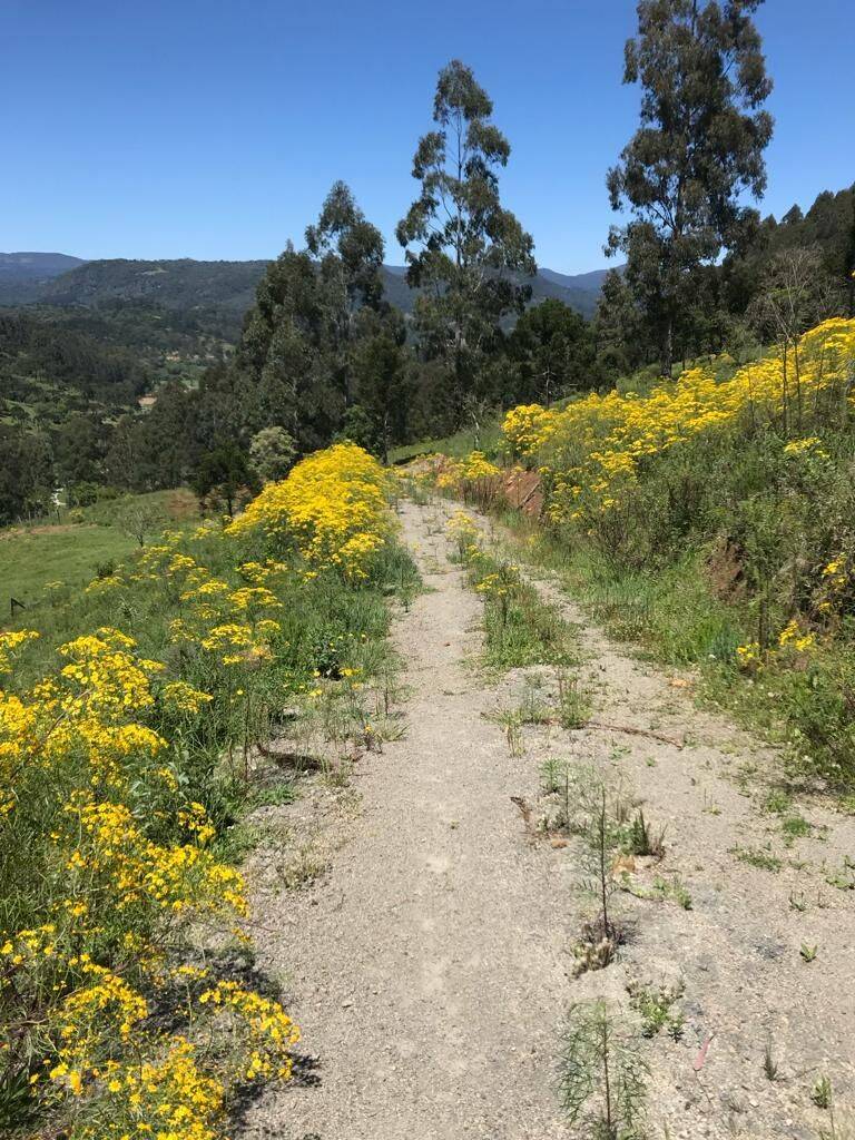 Terreno, 20 hectares - Foto 46