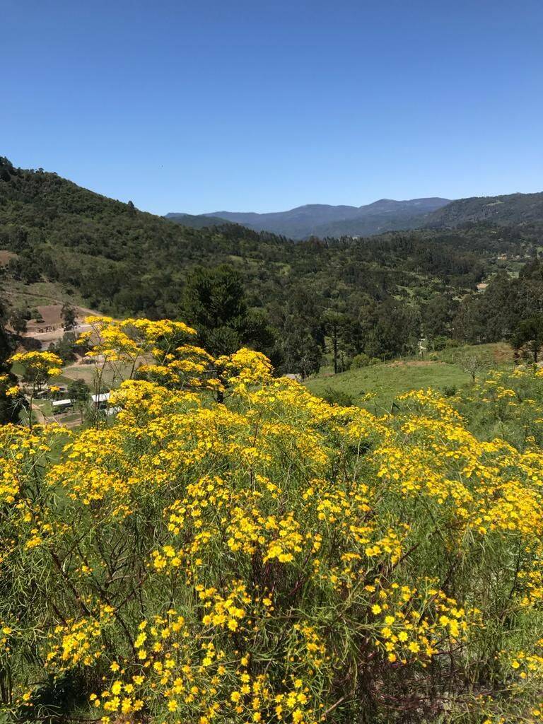 Terreno, 20 hectares - Foto 64