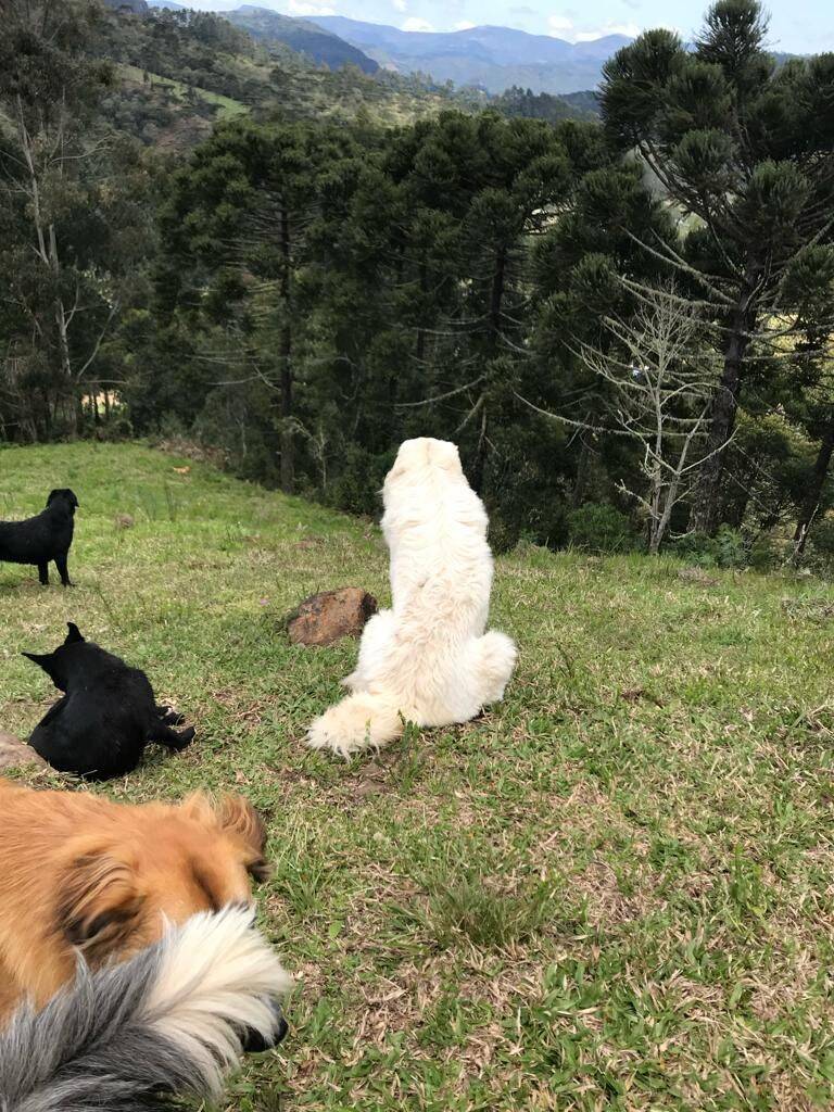 Terreno, 20 hectares - Foto 66