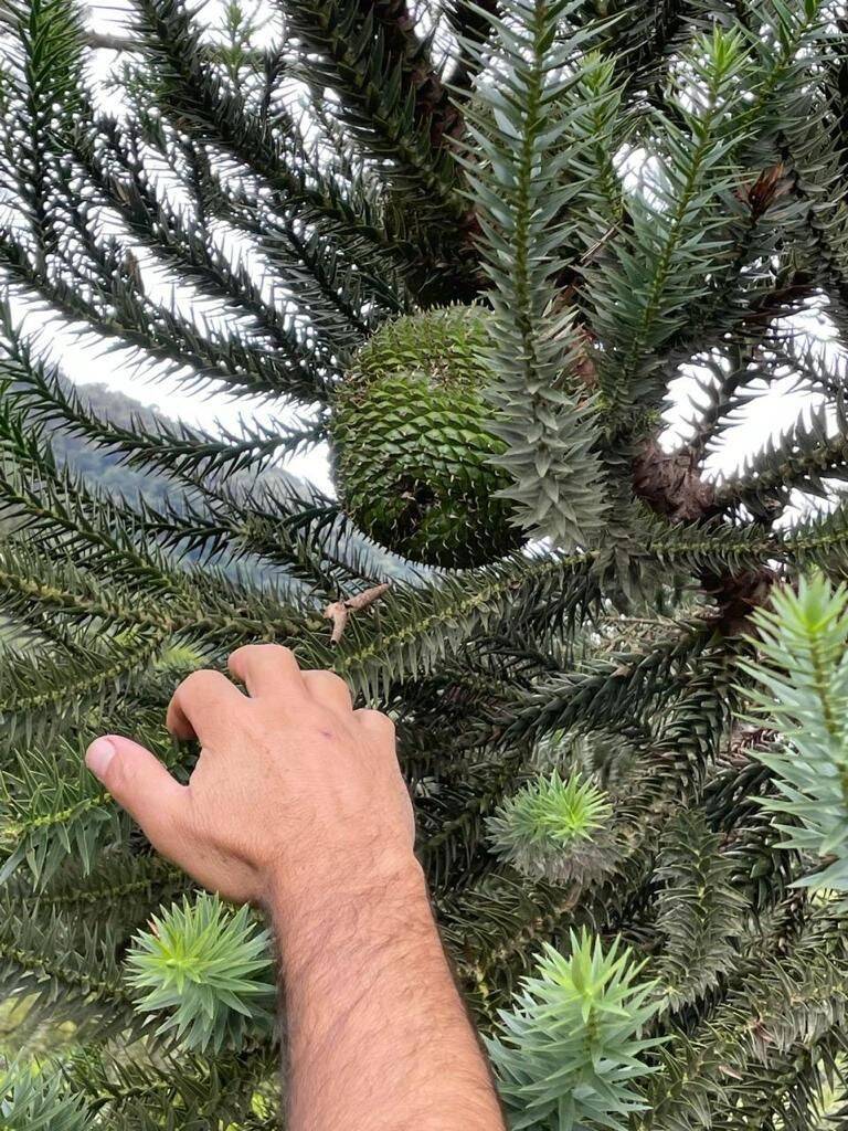 Terreno, 20 hectares - Foto 67