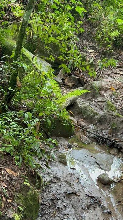 Terreno, 2 hectares - Foto 3