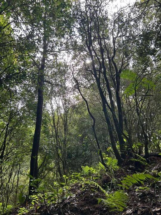 Terreno, 2 hectares - Foto 12