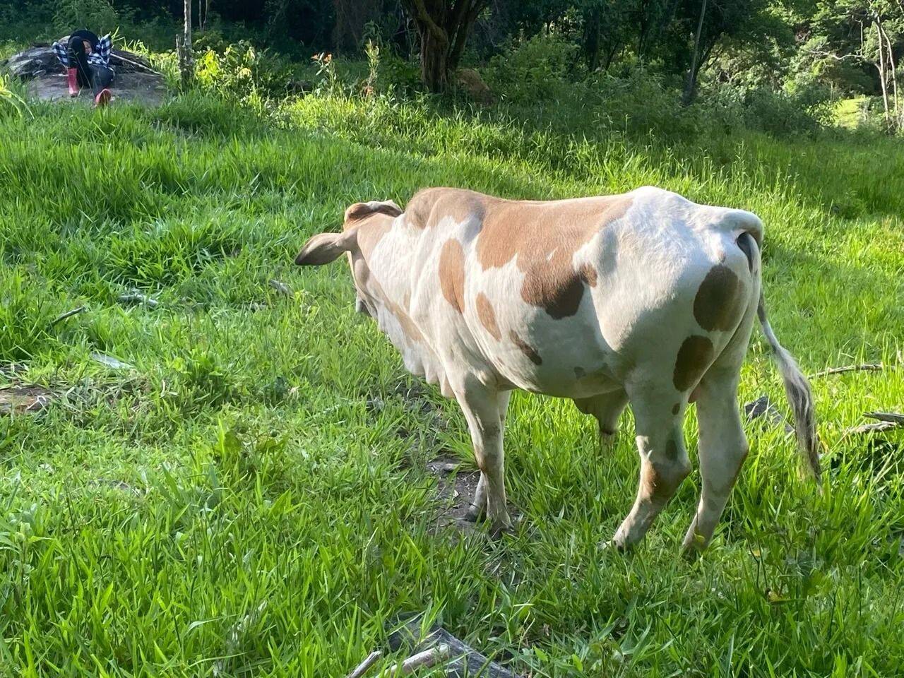 Prédio Inteiro - Foto 10