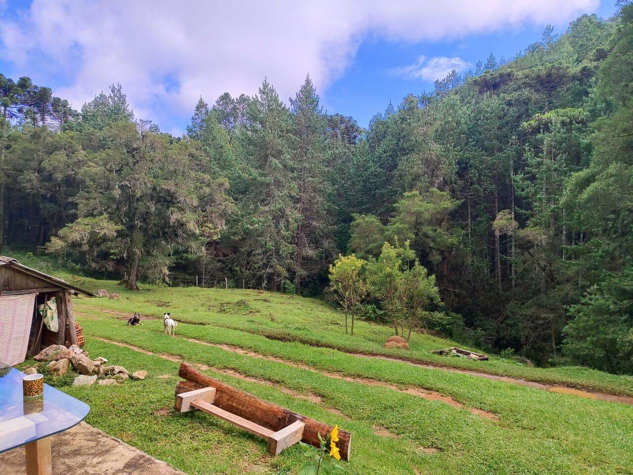 Terreno, 6 hectares - Foto 6