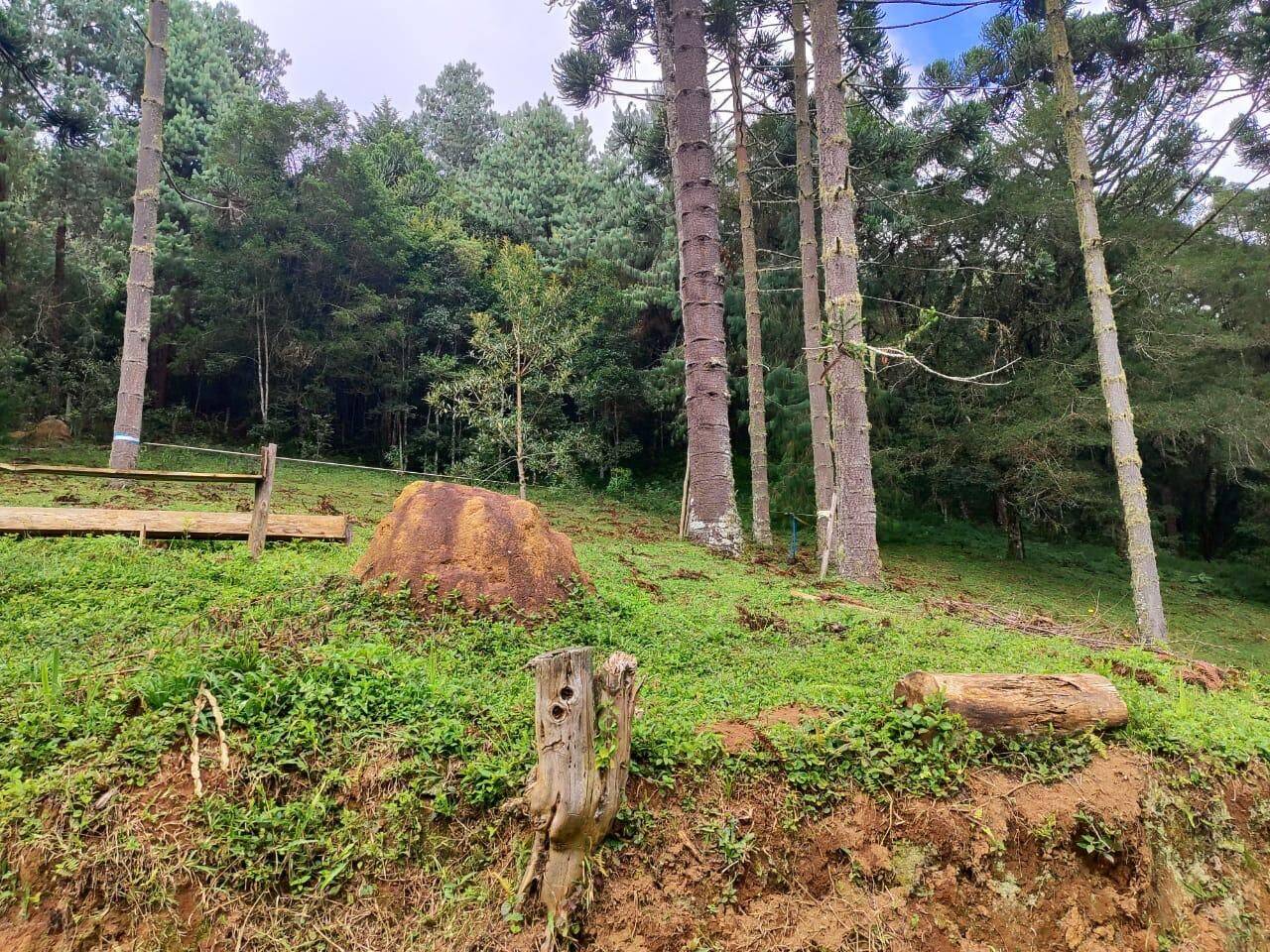 Terreno, 6 hectares - Foto 7