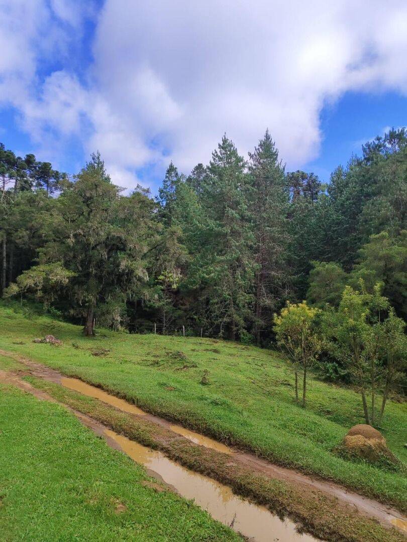 Terreno, 6 hectares - Foto 8