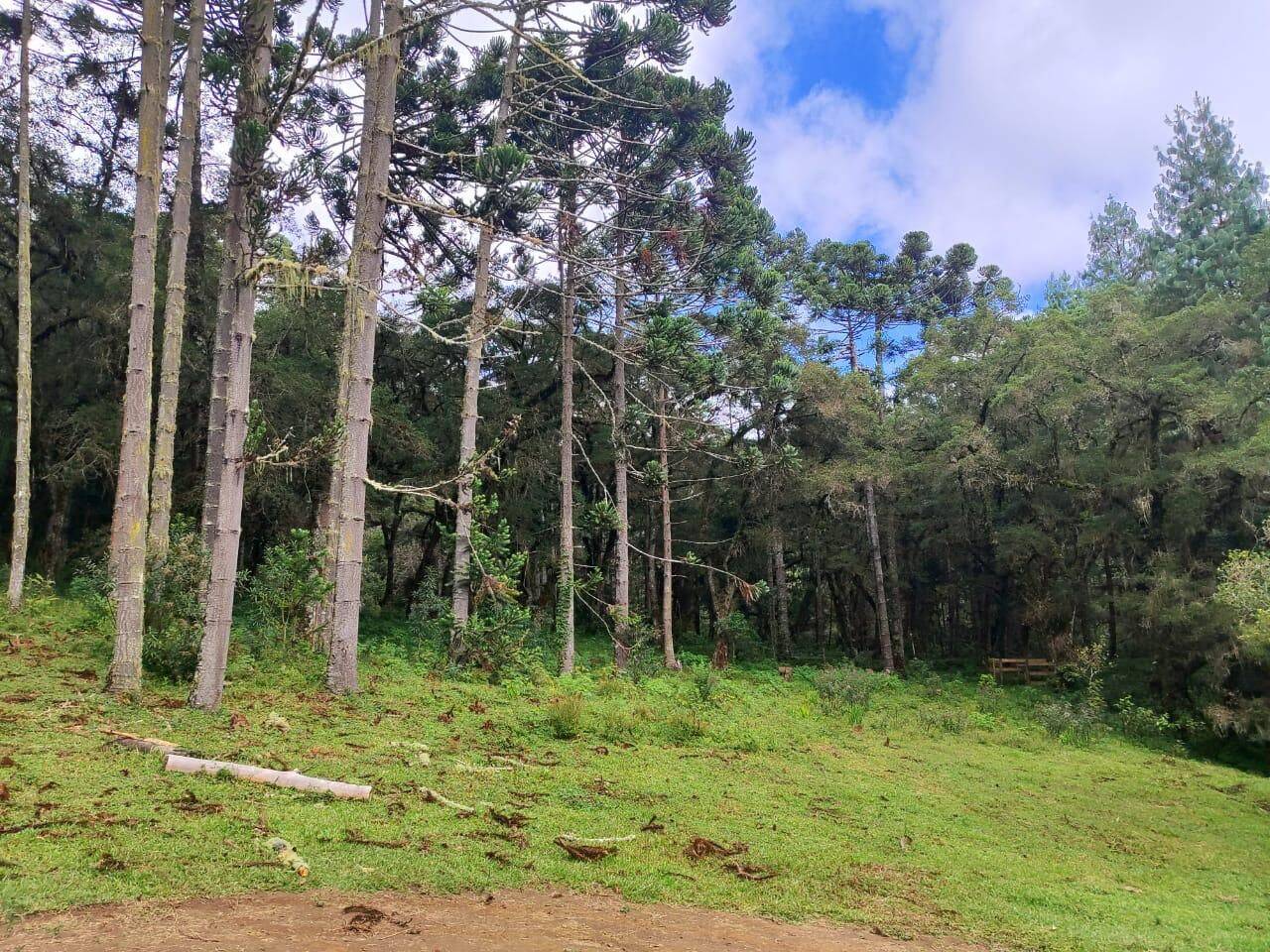 Terreno, 6 hectares - Foto 10