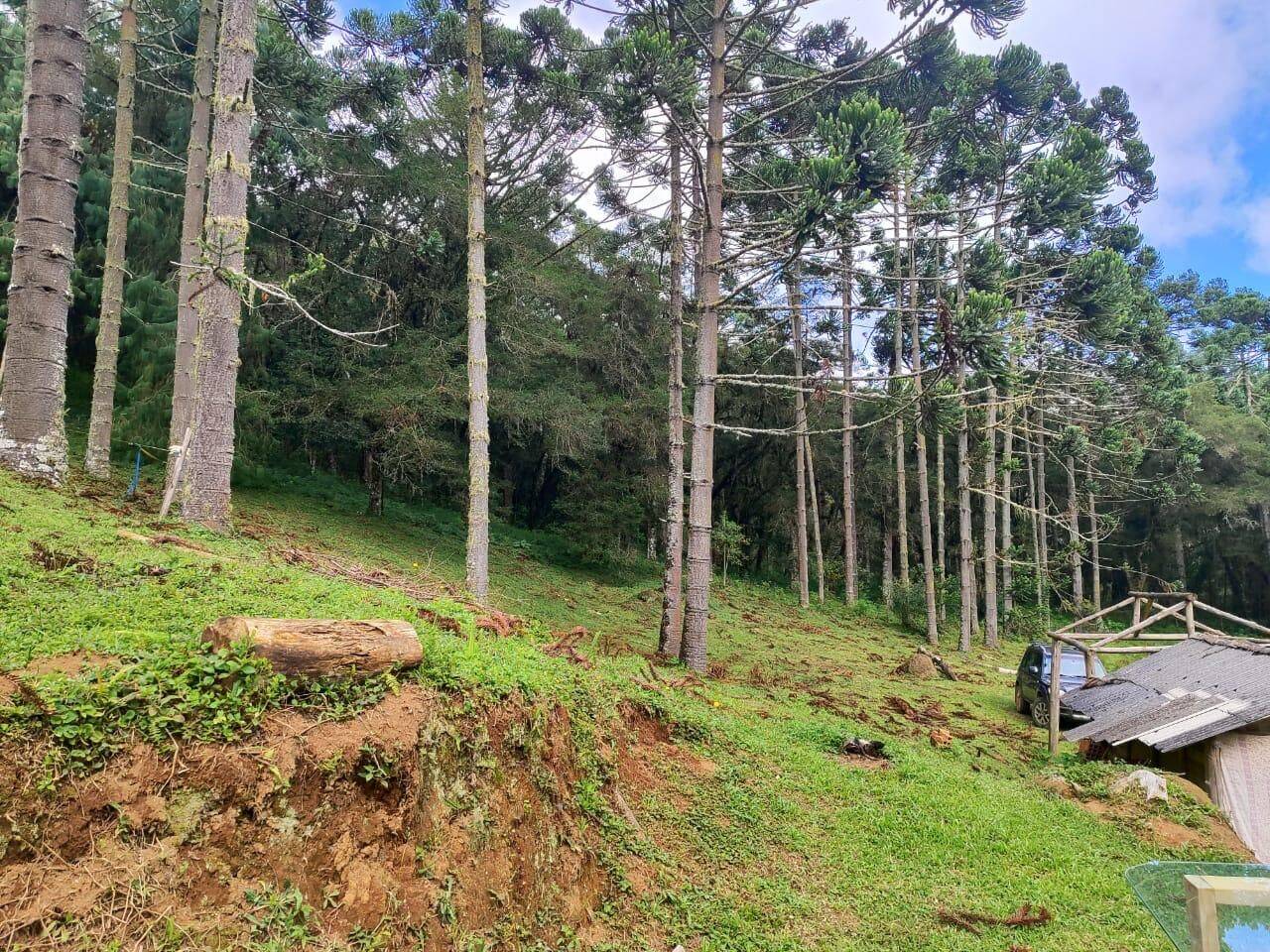 Terreno, 6 hectares - Foto 11