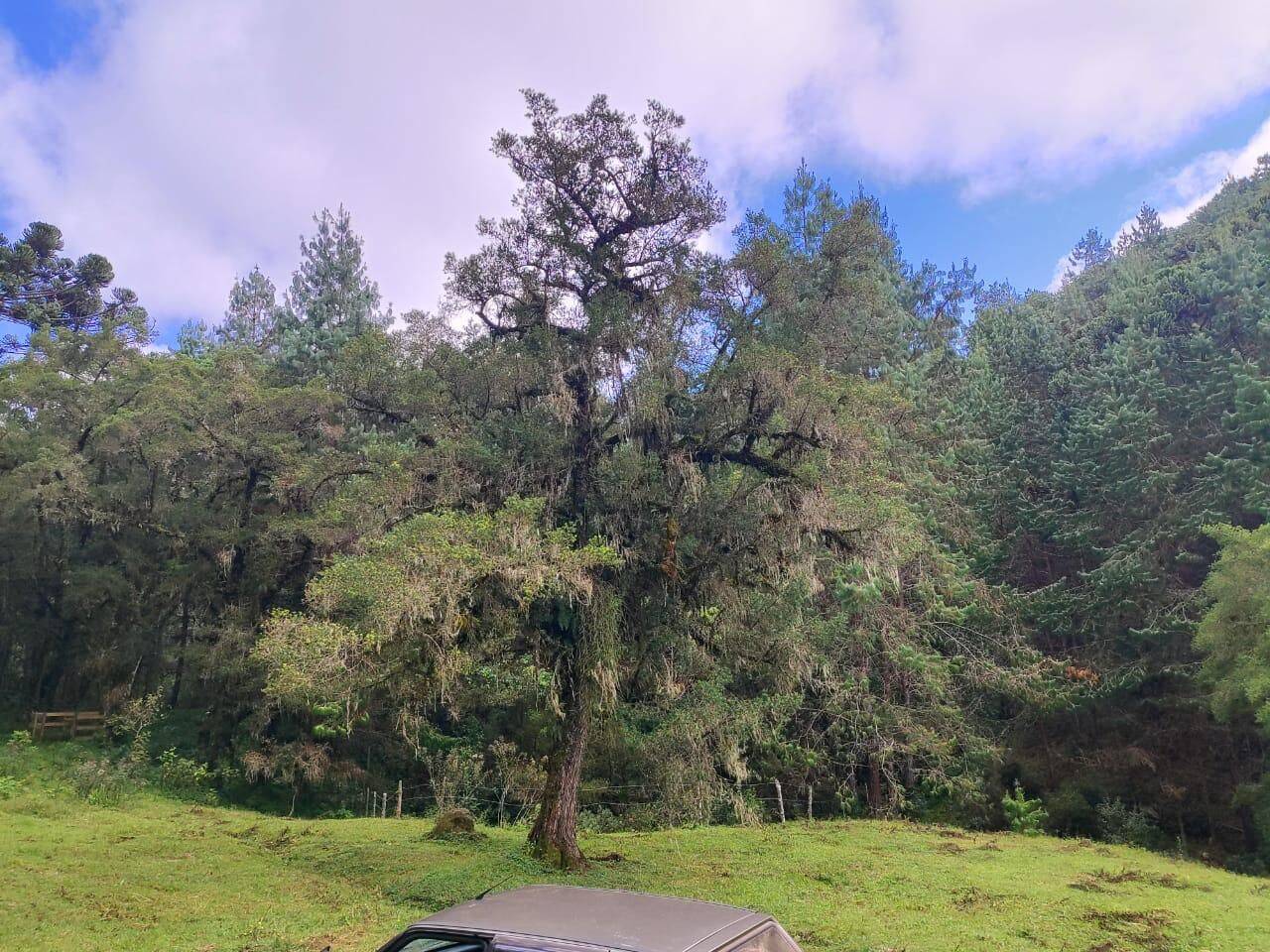 Terreno, 6 hectares - Foto 12