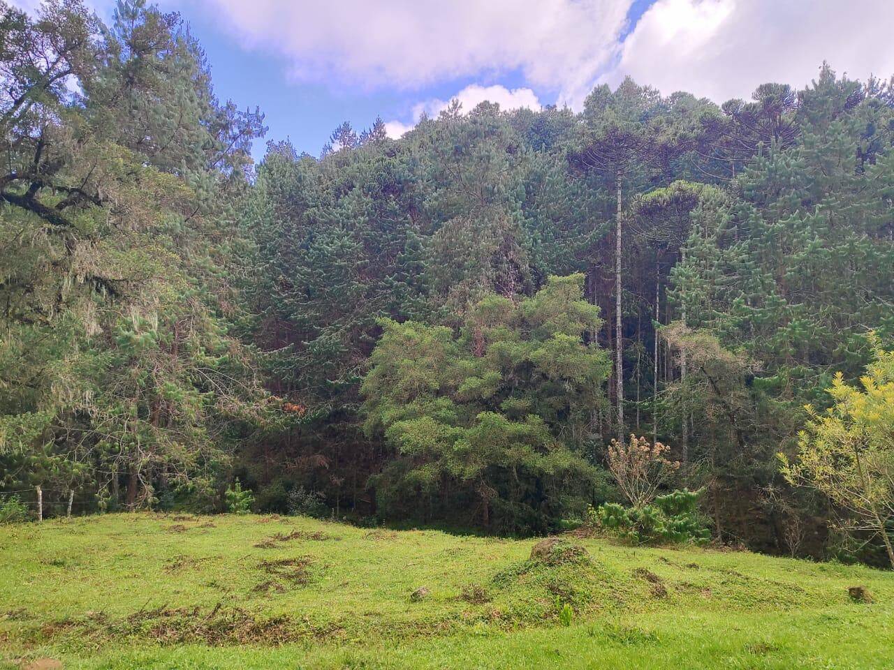 Terreno, 6 hectares - Foto 13