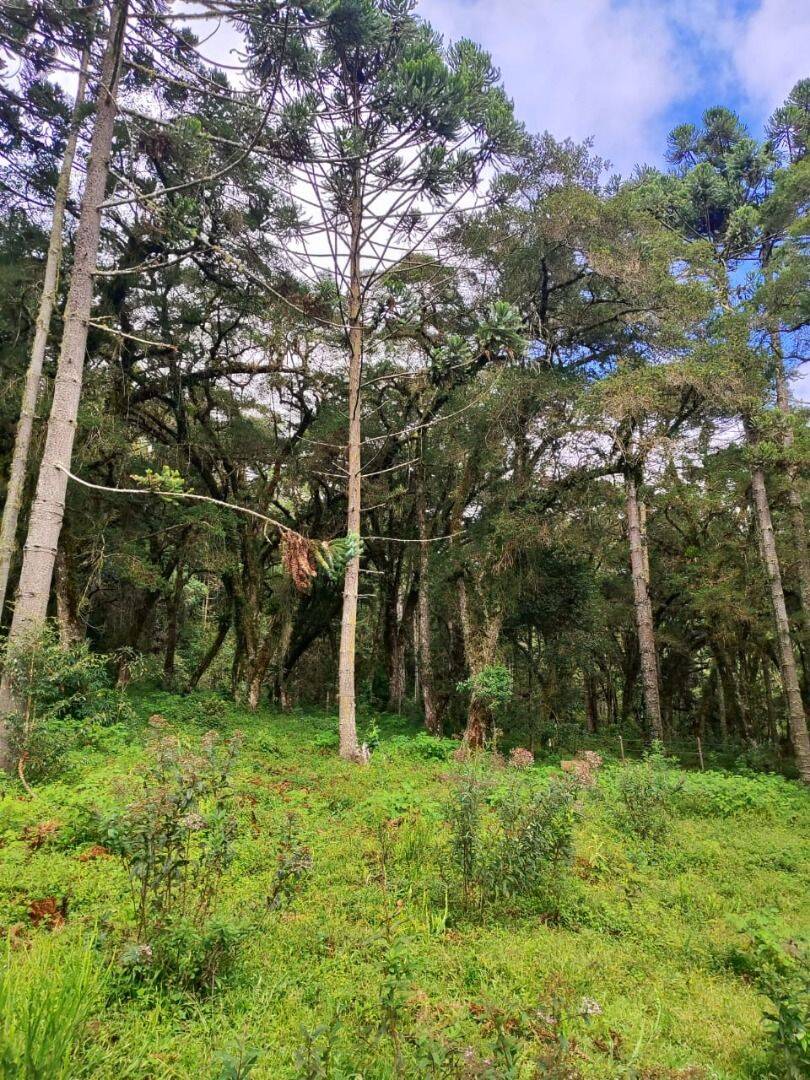 Terreno, 6 hectares - Foto 32
