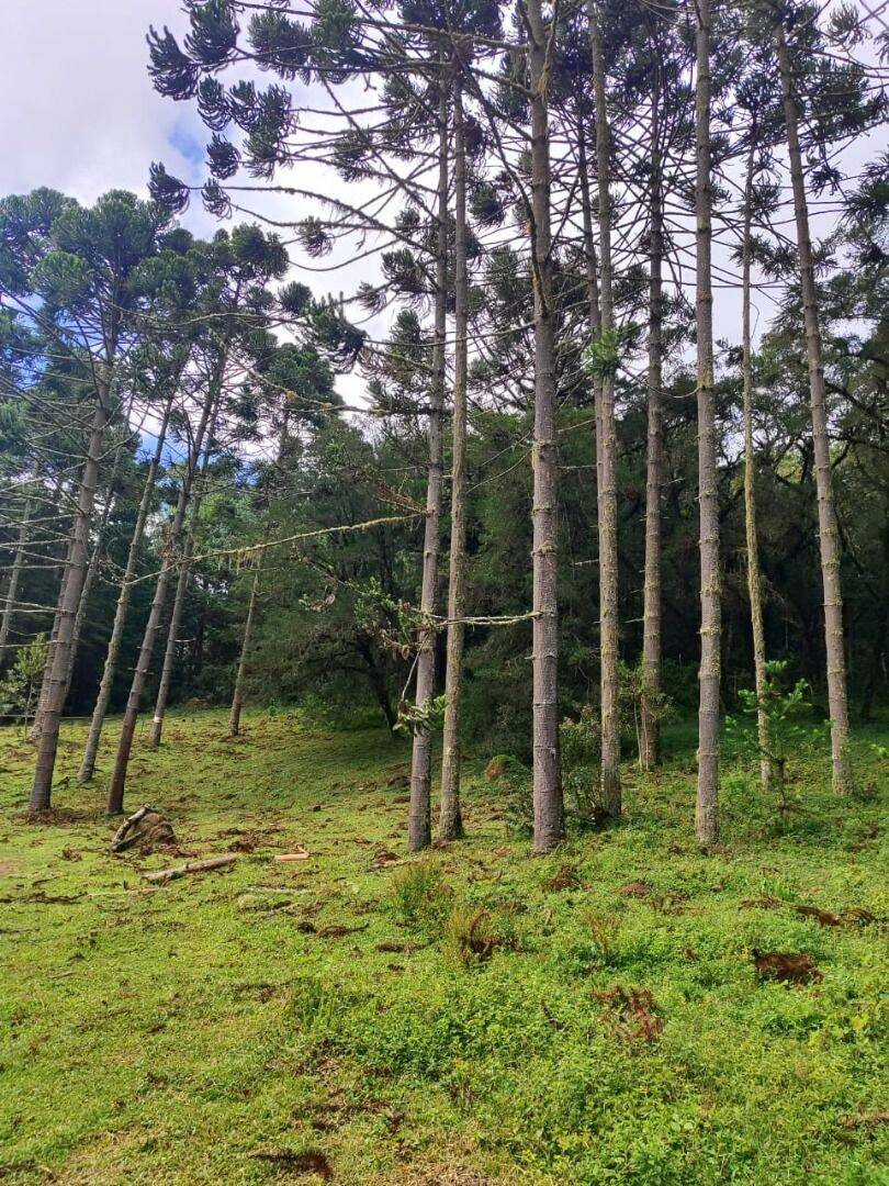 Terreno, 6 hectares - Foto 36