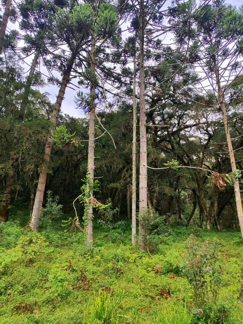 Terreno, 6 hectares - Foto 37