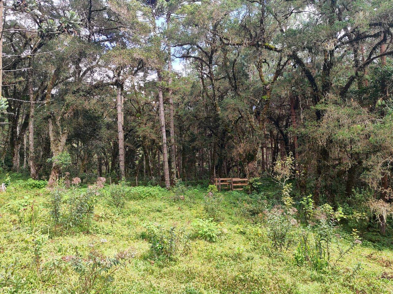Terreno, 6 hectares - Foto 39