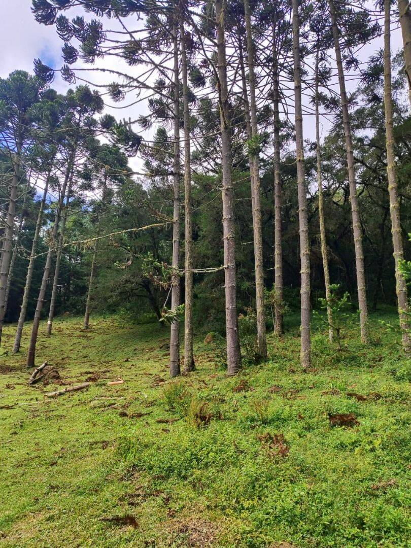 Terreno, 6 hectares - Foto 41