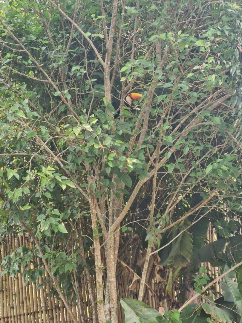 Chácara, 2 quartos, 1100 m² - Foto 5