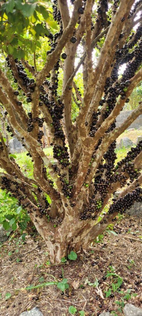 Chácara, 2 quartos, 827 m² - Foto 26