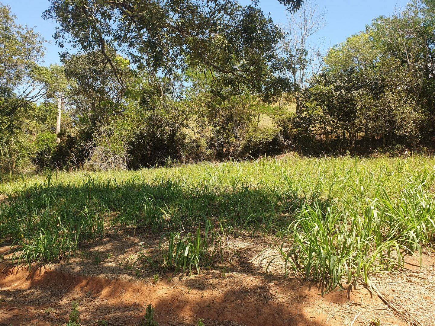 Sítio, 6 quartos, 3 hectares - Foto 7