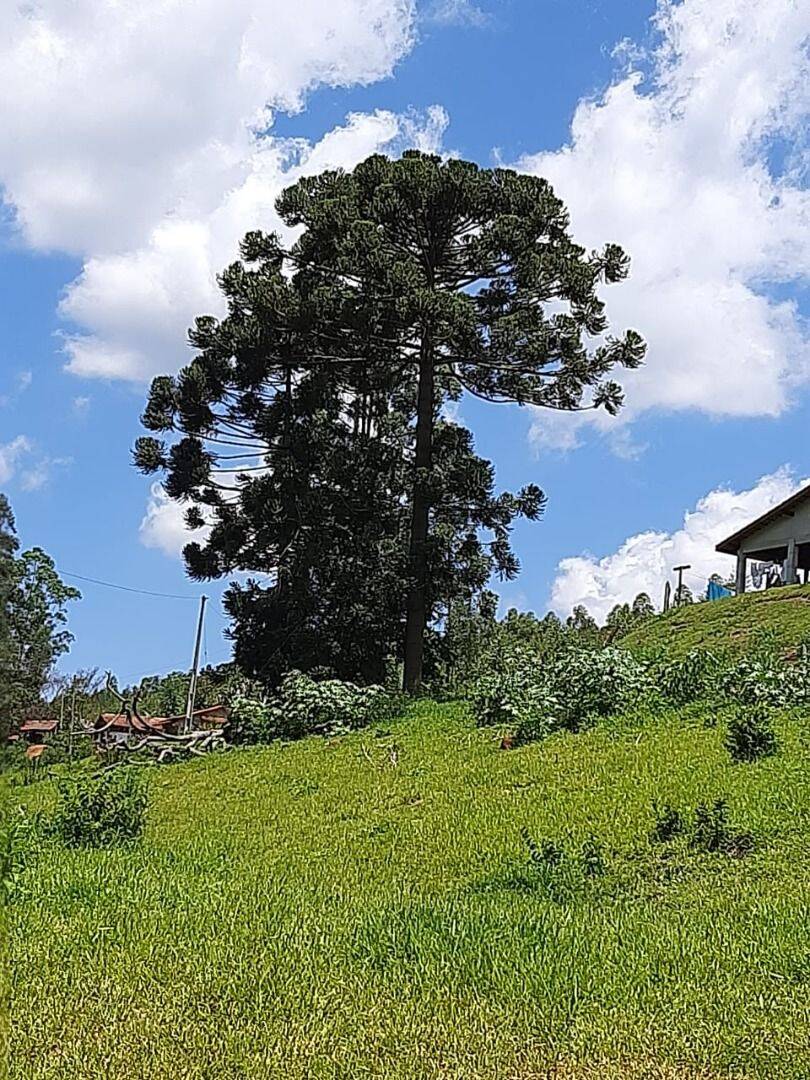 Chácara, 6 quartos, 2 hectares - Foto 30