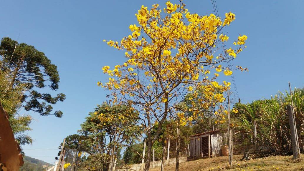 Chácara, 6 quartos, 2 hectares - Foto 33