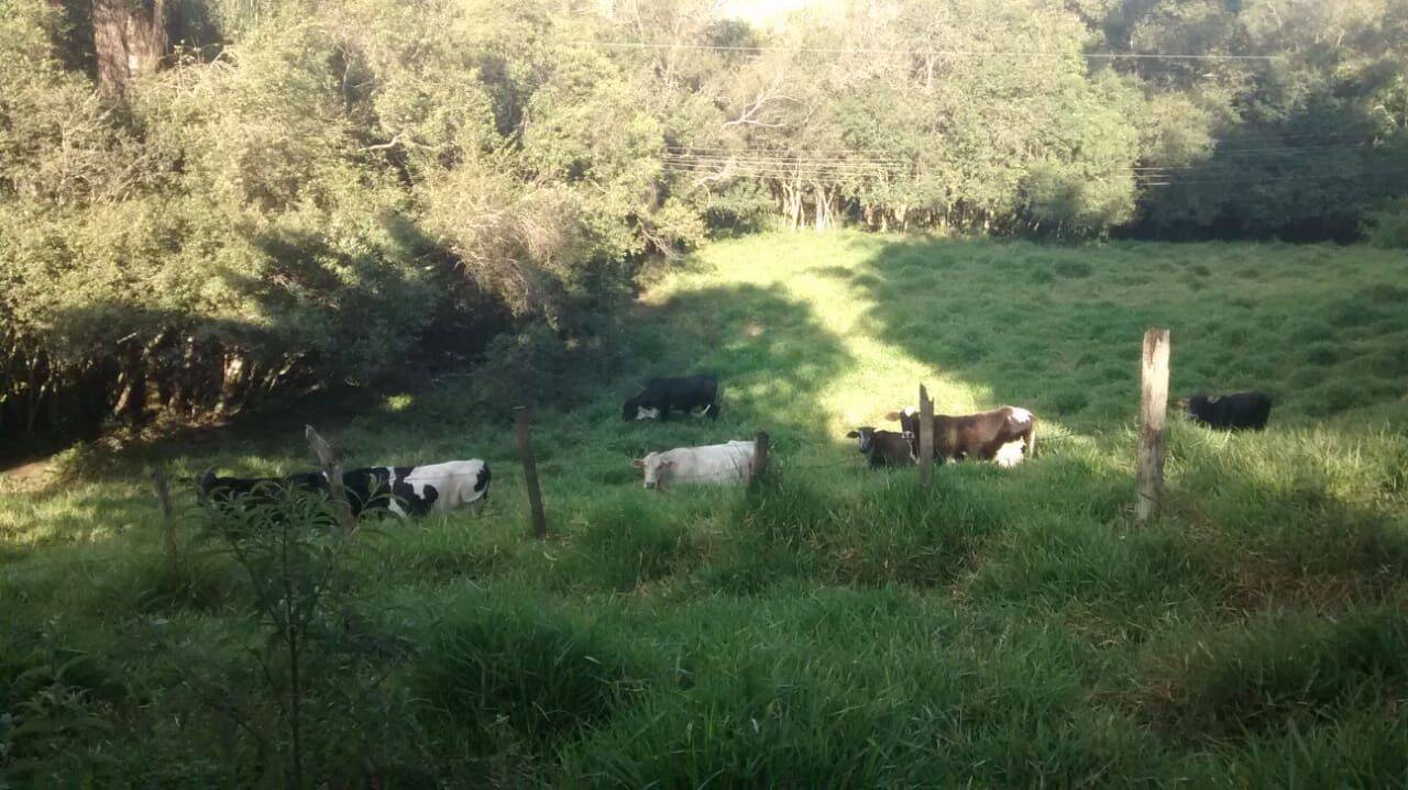 Chácara, 6 quartos, 2 hectares - Foto 34