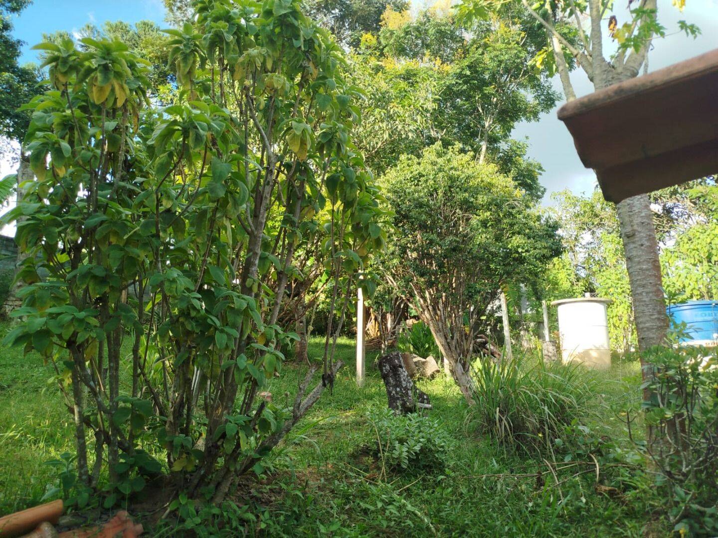 Chácara, 3 quartos, 1200 m² - Foto 7