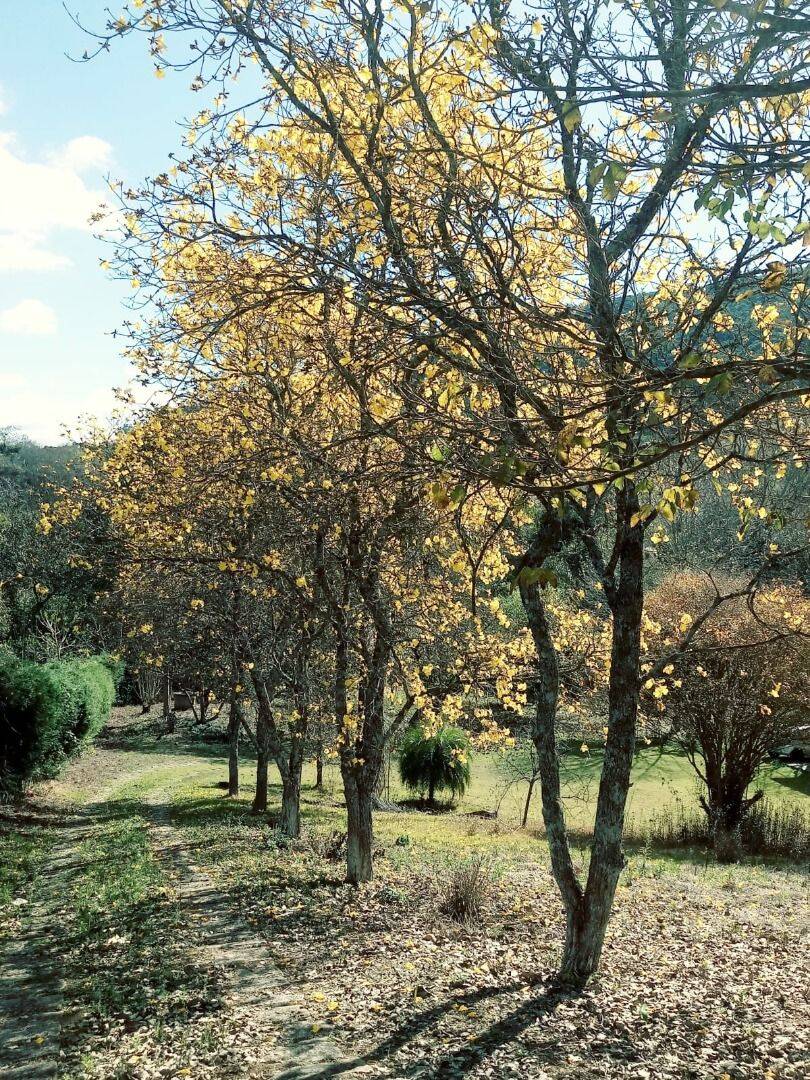 Chácara, 2 quartos, 5000 m² - Foto 7