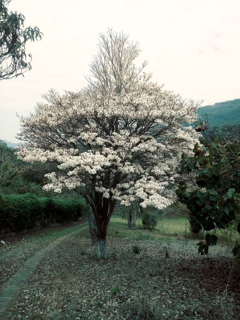 Chácara, 2 quartos, 5000 m² - Foto 6