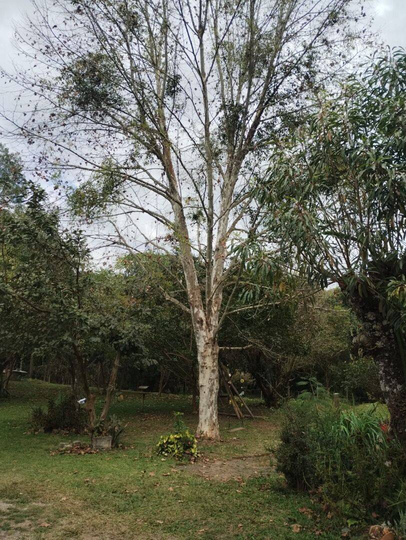 Chácara, 2 quartos, 5000 m² - Foto 30