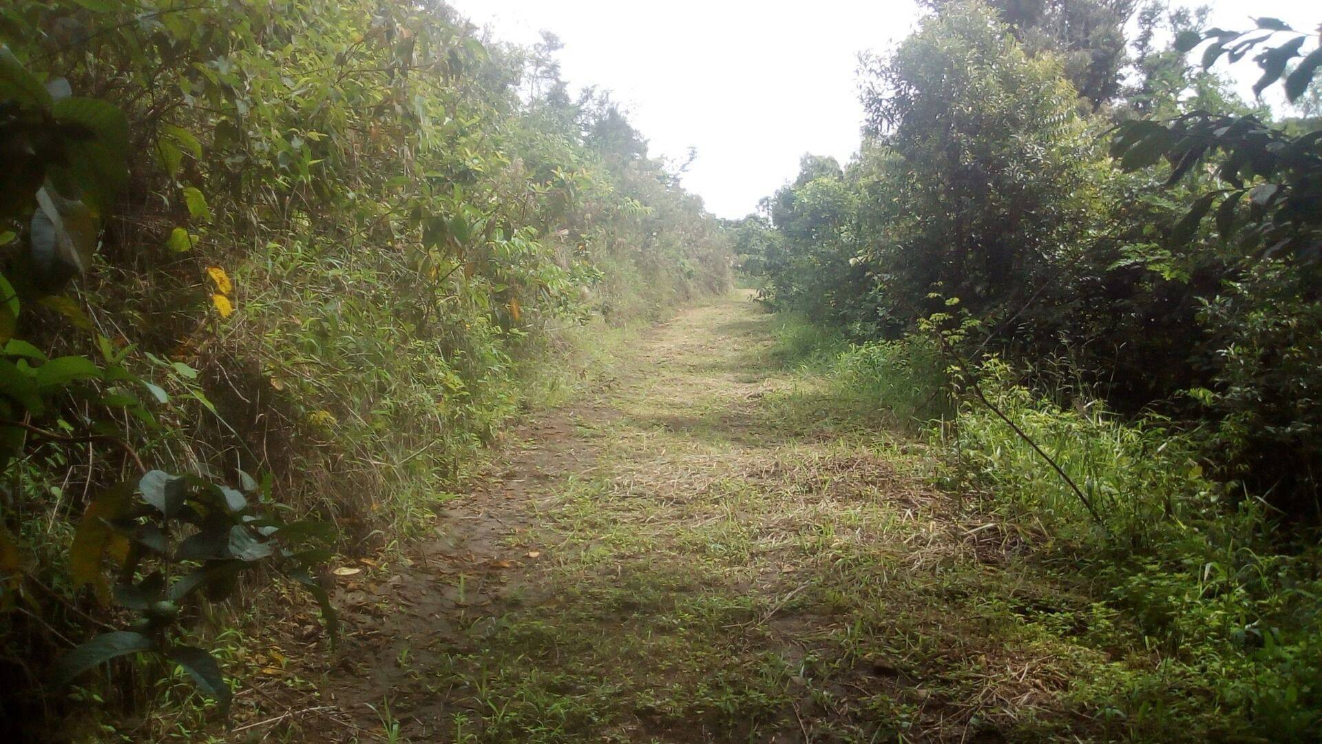 Sítio, 19 quartos, 9 hectares - Foto 194