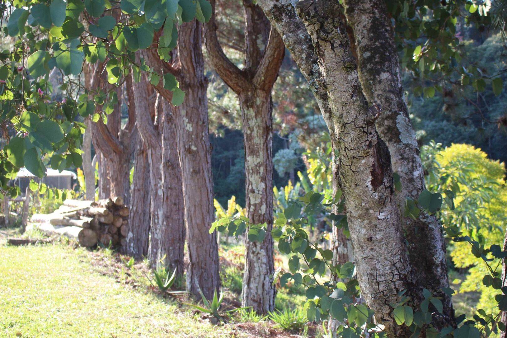 Sítio, 19 quartos, 9 hectares - Foto 201