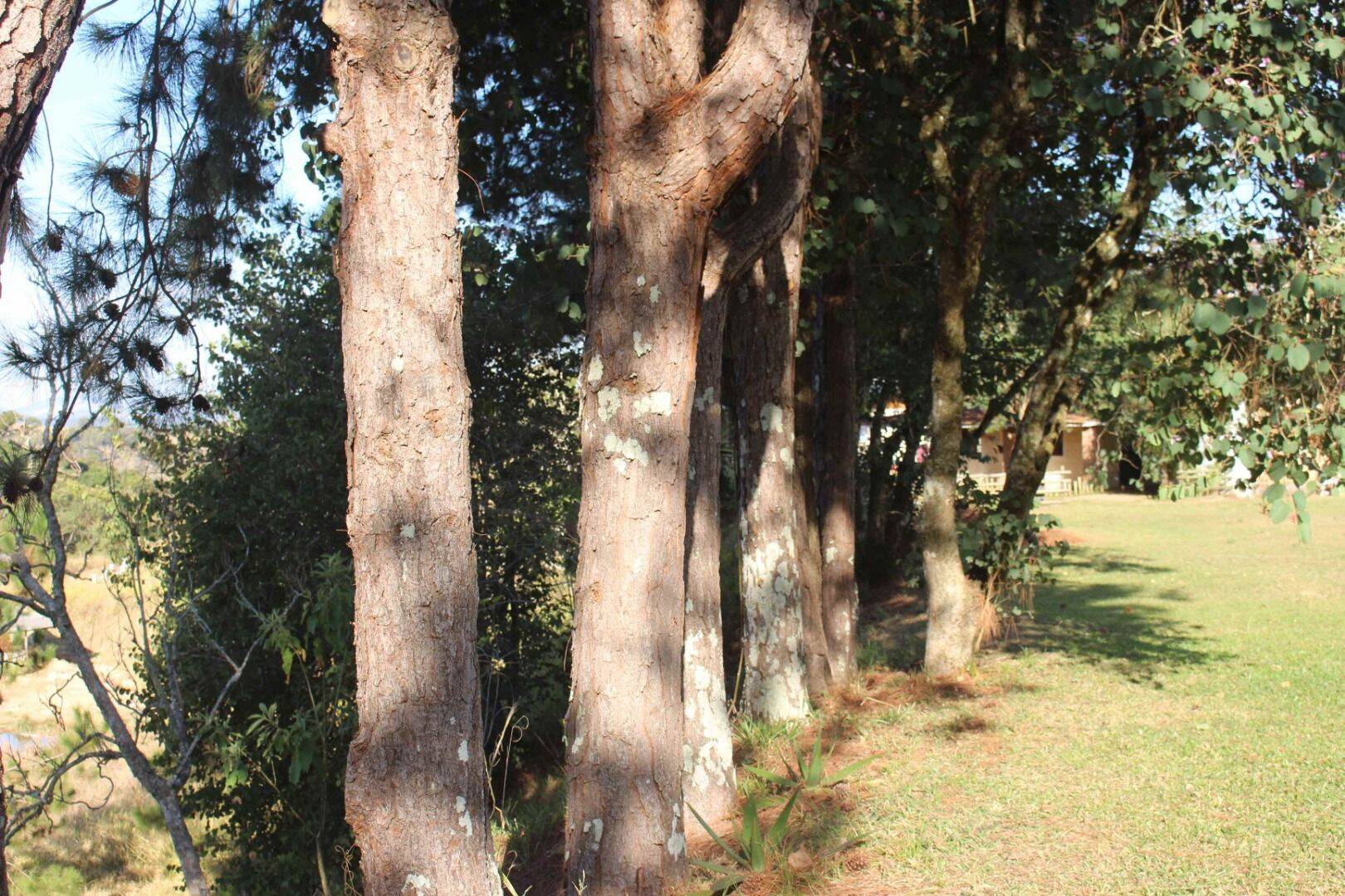 Sítio, 19 quartos, 9 hectares - Foto 202