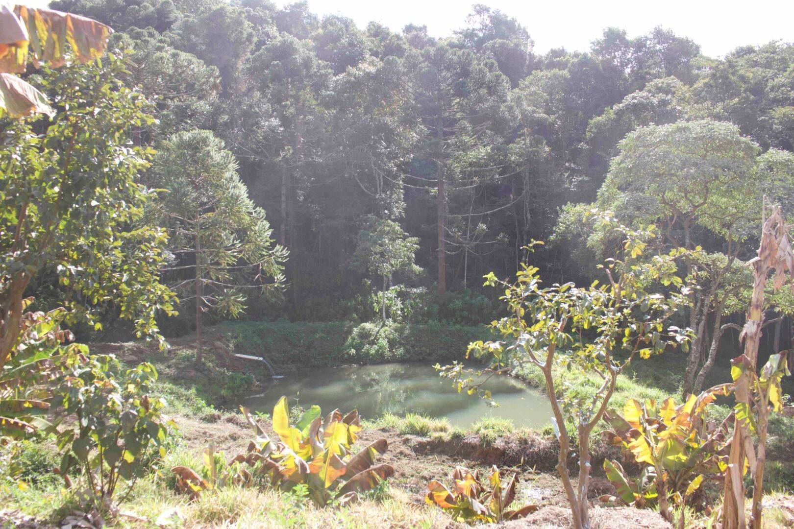 Sítio, 19 quartos, 9 hectares - Foto 215