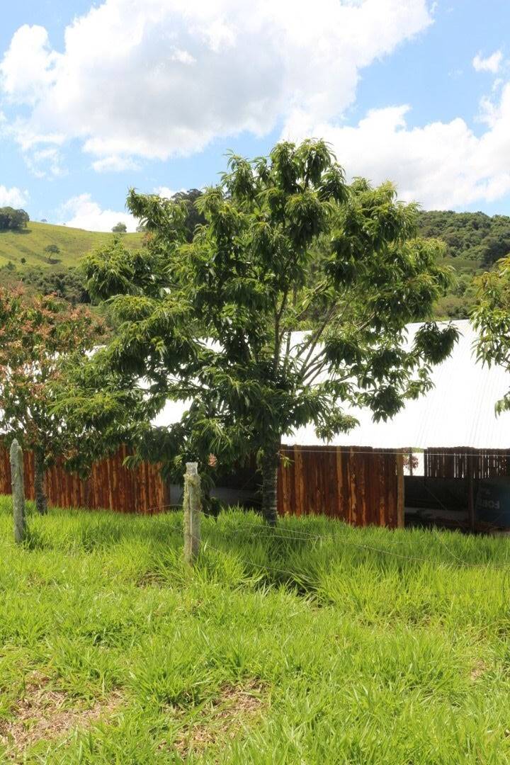 Sítio, 19 quartos, 9 hectares - Foto 227