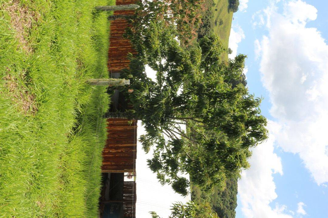 Sítio, 19 quartos, 9 hectares - Foto 229