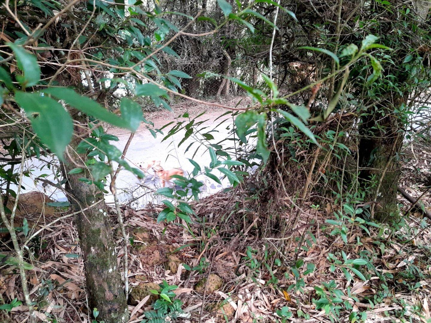 Terreno, 700 m² - Foto 6