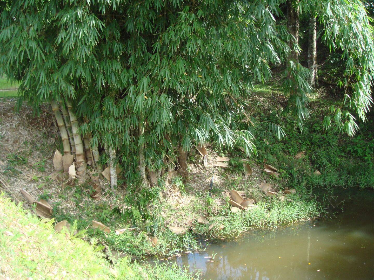 Sítio, 30 quartos, 34 hectares - Foto 63