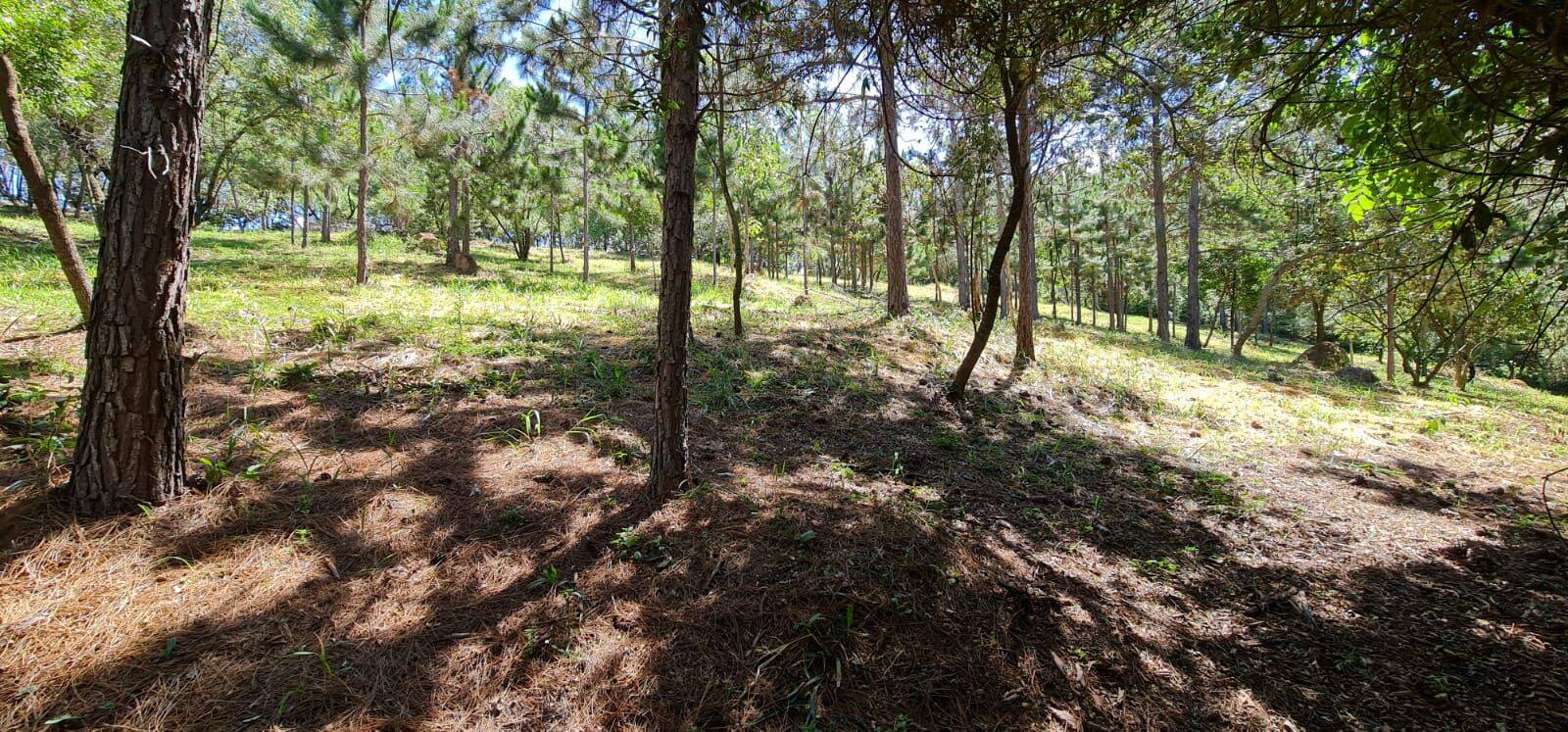 Terreno, 2 hectares - Foto 8