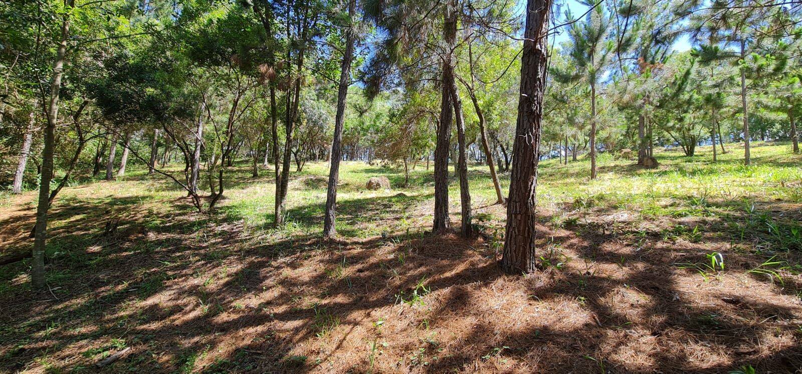 Terreno, 2 hectares - Foto 11