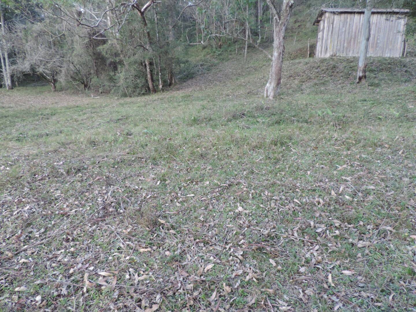 Sítio, 2 quartos, 100 hectares - Foto 6