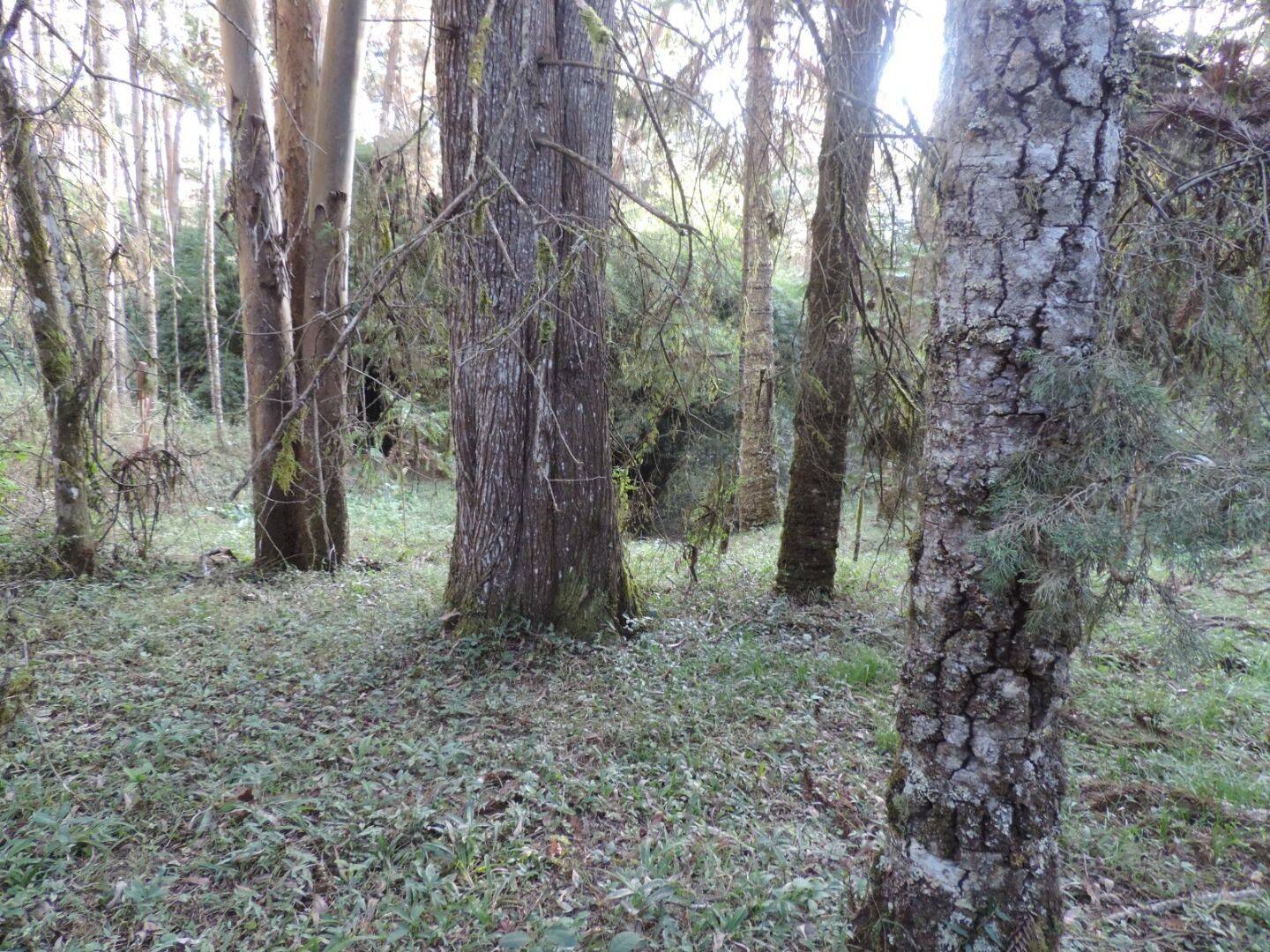 Sítio, 2 quartos, 100 hectares - Foto 10