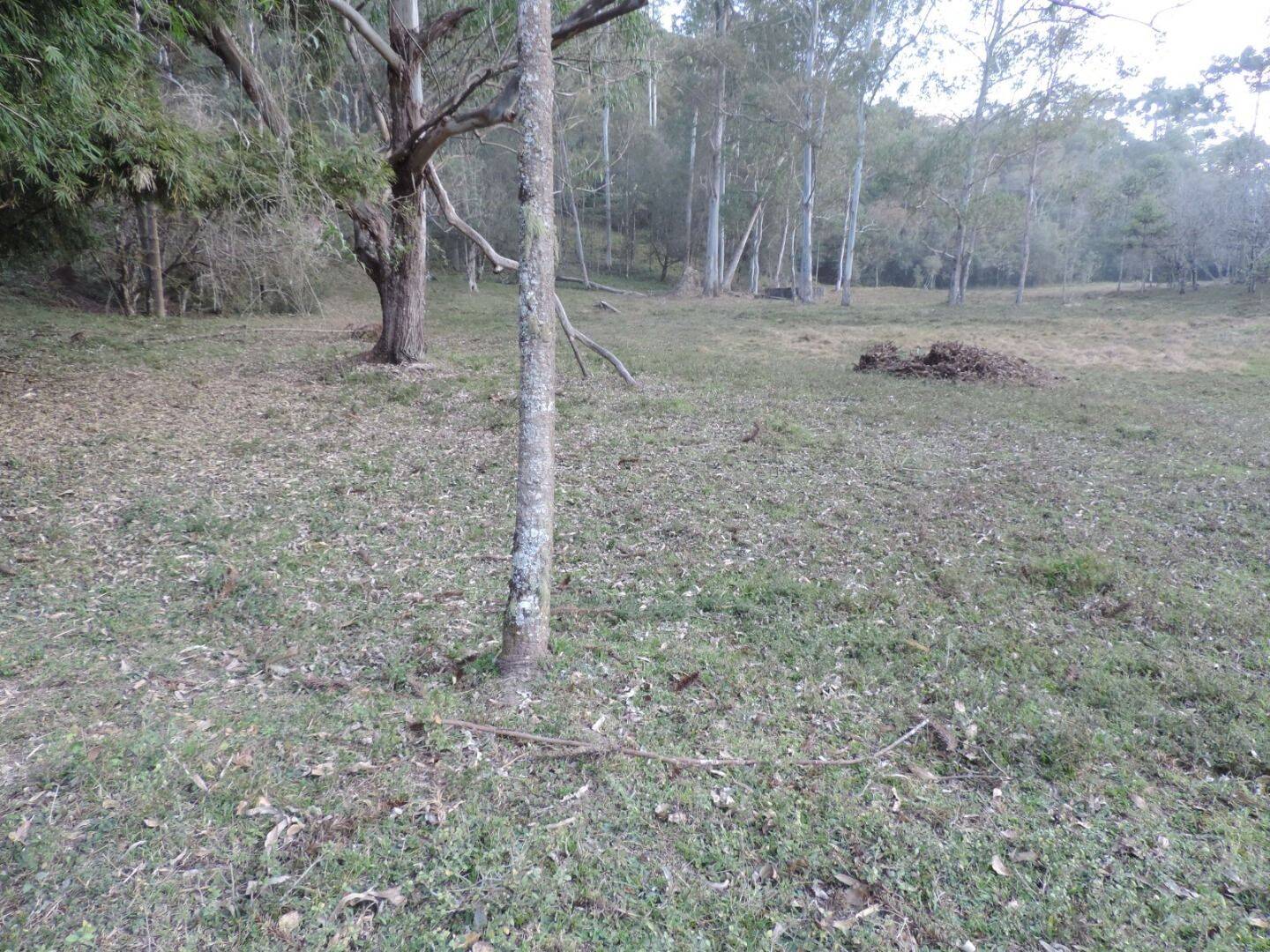Sítio, 2 quartos, 100 hectares - Foto 11