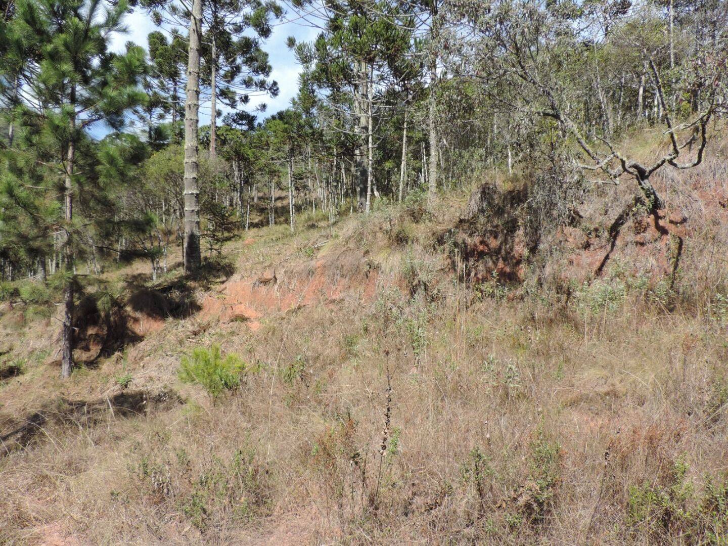 Sítio, 2 quartos, 100 hectares - Foto 18