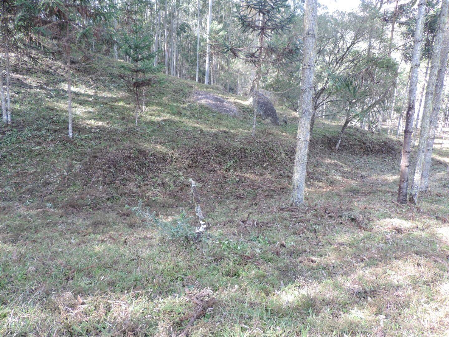 Sítio, 2 quartos, 100 hectares - Foto 30
