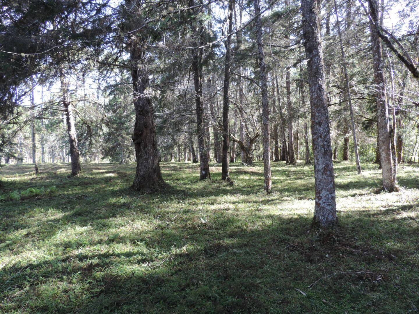 Sítio, 2 quartos, 100 hectares - Foto 31