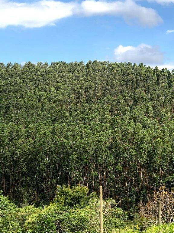 Terreno, 218 hectares - Foto 12